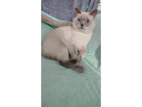 British golden tabby uygun puanlı