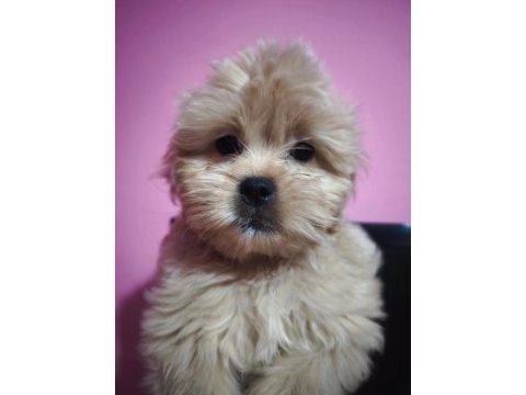 Kız ve erkek maltipoo