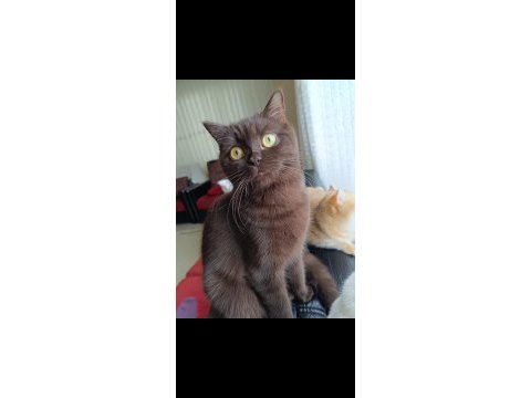 Çikolata tatlılığında british shorthair kedim