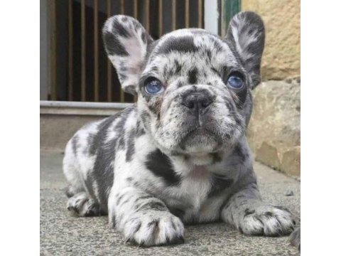 Safkan french bulldog merle