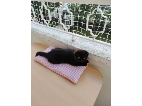 Ragdoll ve scottish fold kırması