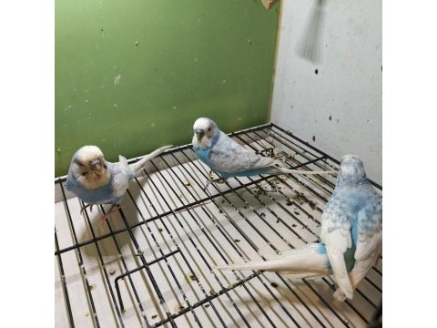 Anne baba ve yavrusu muhabbet kuşlar