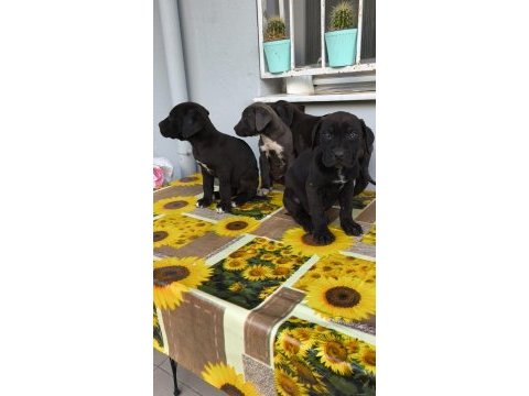 Cane corso yavrular