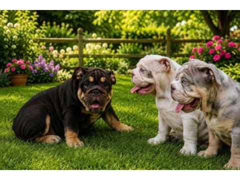 Üst düzey ingiliz bulldog yavrular