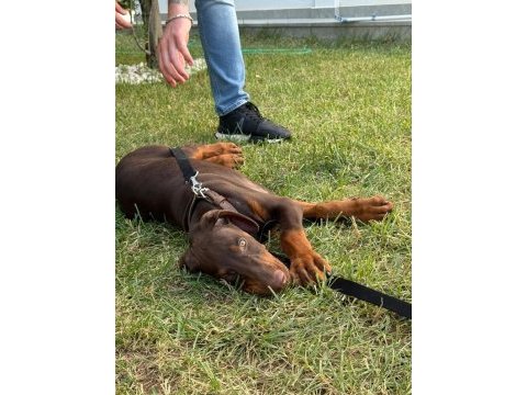 Tank gibi kızıl doberman yavru