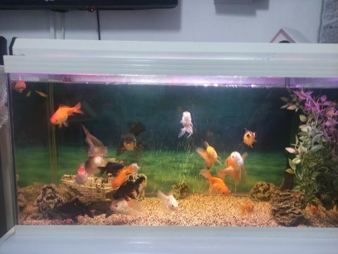18 tane japon oranda bir tane leopar vatoz