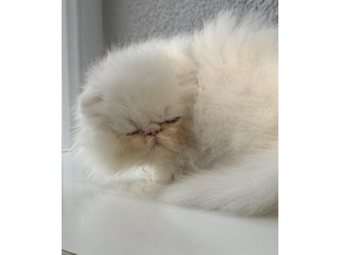 İran persian 2 aylık dişi