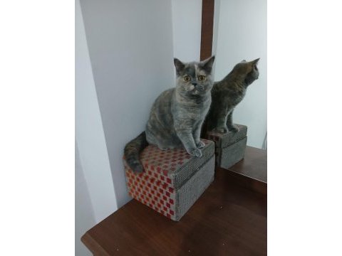 Dişi 7 aylık british shorthair