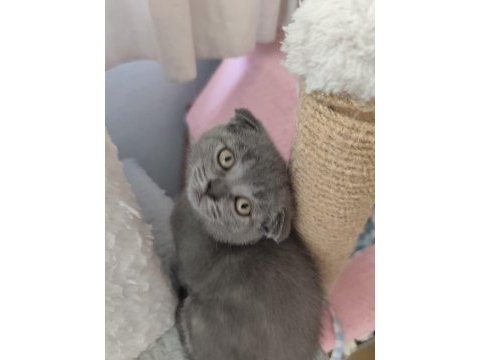 Scottish fold kedisi yavrularımız