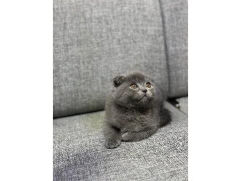 A kalite ayı surat gold british shorthair yavrular