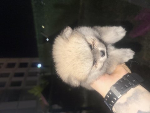 Pomeranian köpeğimiz