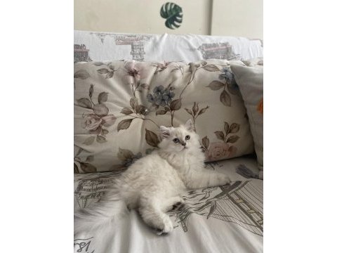 2 buçuk aylık dişi british longhair yavrumuz