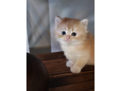 Show kalite ny12 british longhair