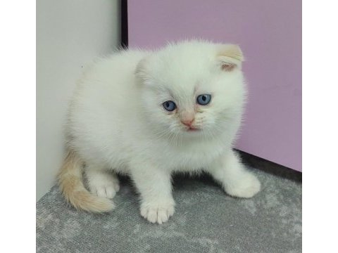 2 aylık scottish fold blue point yavrularımız