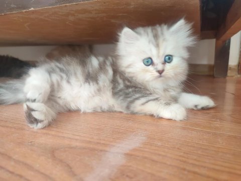 Harika bebeklerimiz