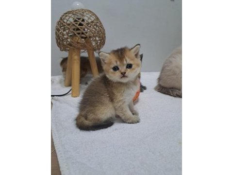 Tatlı golden british shorthair yavrumuz