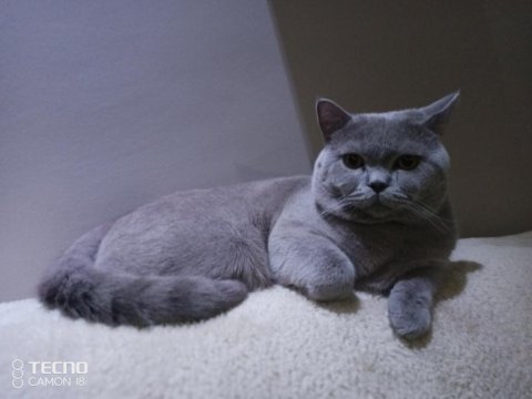 British shorthair oğlumuz by numan