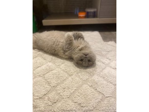Scottish fold kedimiz için ulaşın