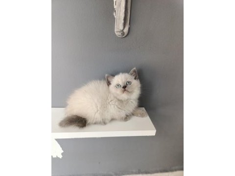 British shorthair blue point