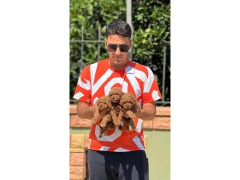 Toy poodle bebeklerimiz