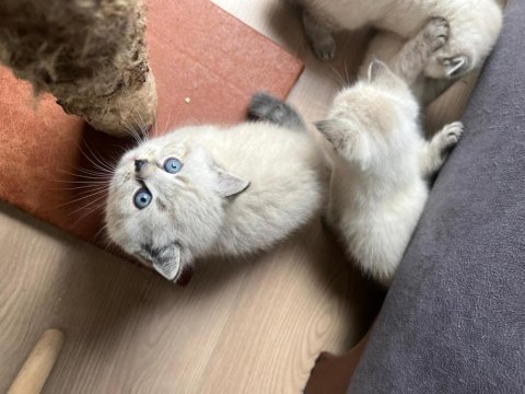 Blue point güzel british kızlarım