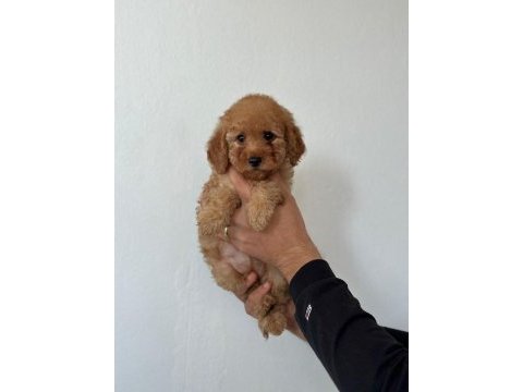 1 erkek 2 dişi poodle yavrularımız