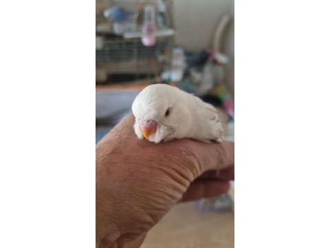 Yavru albino muhabbet kuşu