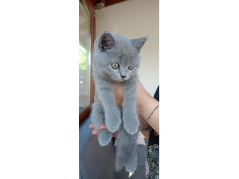 Safkan british shorthair yavru