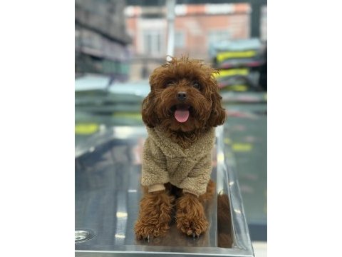 Yetişkin dişi kore 14 aylık poodle