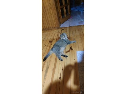 Scottish fold exotic oğlum
