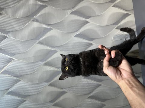 British shorthair erkek kedimiz