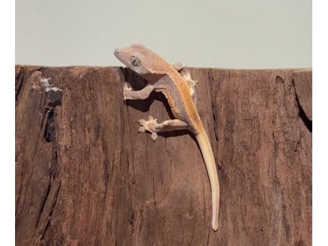 Saglıklı ve degerlı morph crested gecko yavrular