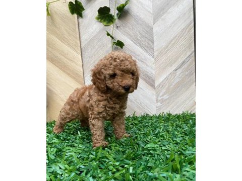 Toy poodle yavru köpekler