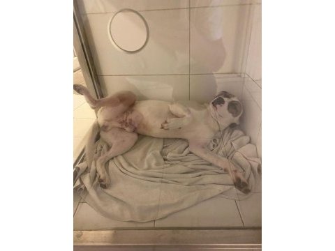 Çok uysal bir köpektir yuva arıyor