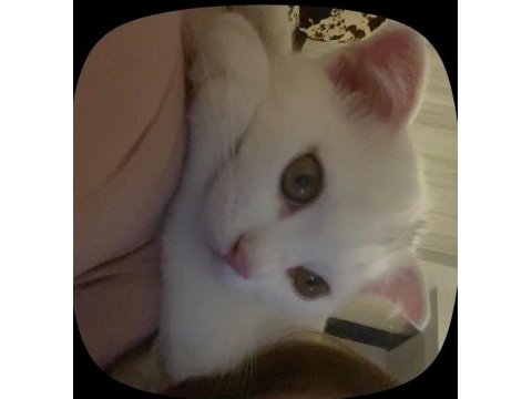 Beyaz scottish fold kedisi