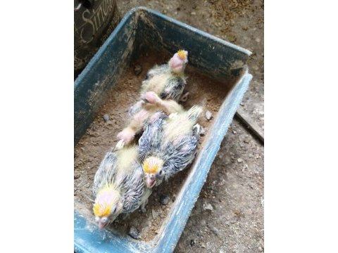 El besleme bebek sultan papağanları