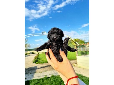 Simsiyah siyah toy poodle yavrularımız