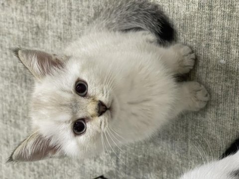 British shorthair golden yavru