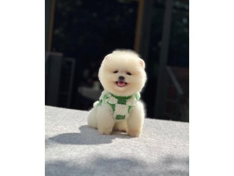 Yavru pomeranian boo yavrular