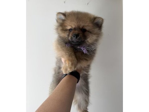 Pomeranian boo dişi erkek uygun