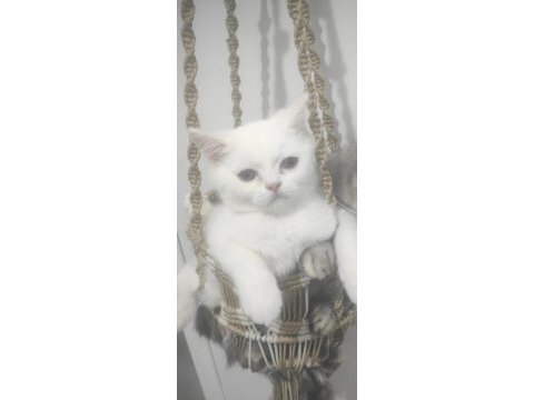 Beyaz ve gri 3,5 aylık erkek british shorthair yavrular
