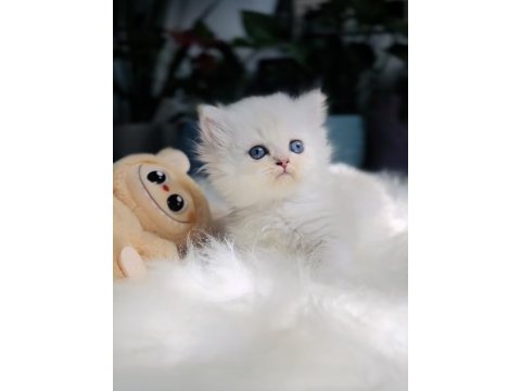 Muhteşem kaliteli scottish longhair bebeklerim
