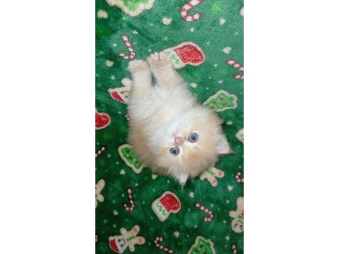 Golden ny12 erkek british longhair yavrum