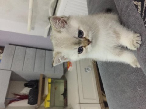 Ayı surat british shorthair yavrumuz