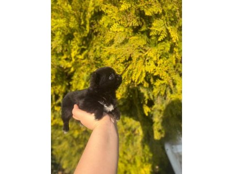 Chihuahua yavruları şehir dışına gönderim sağlanır