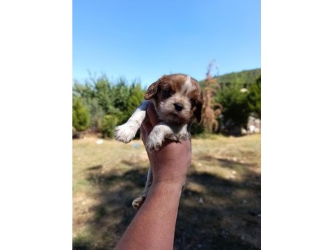Irkının süper starı cavalier king charles