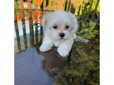 Maltese terrier bebek köpekler
