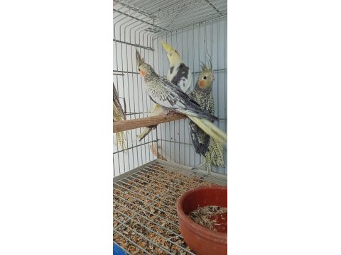 Ev üretimi sultan papağanı yavrular alıştırmaya müsait