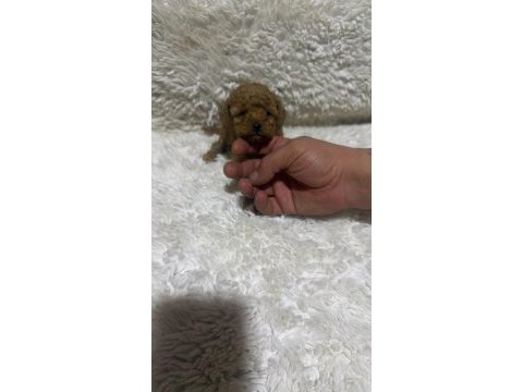 Toy poodle bebekler