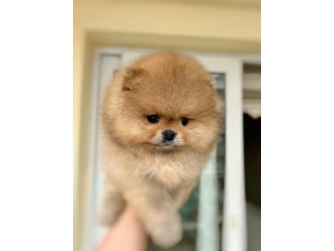 Orijinal ayı sürat üst kalite pomeranian